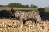BOUVIER DES ARDENNES 238